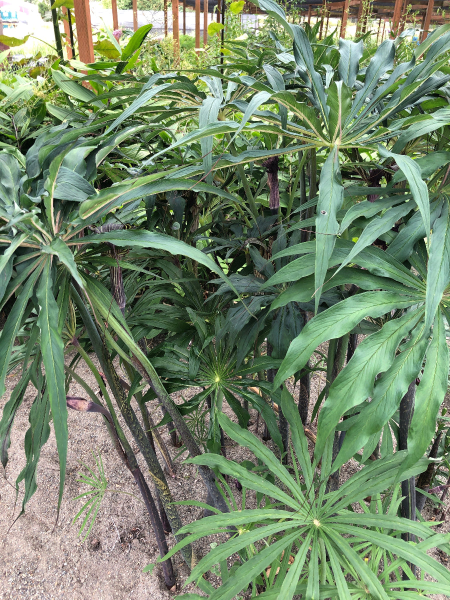 Arisaema – Far Reaches Farm