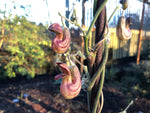 Pipe-shaped reddish flowers of Aristolochia californica