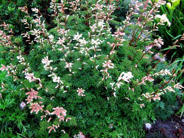 Aruncus aethusifolius