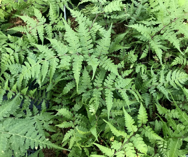 Fern fronds of Athyrium vidalii MD 15-04