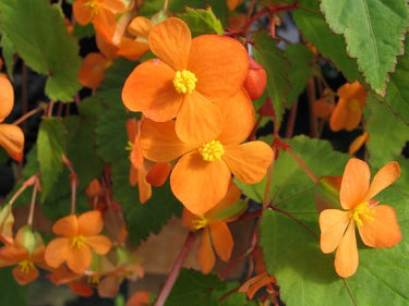Begonia sutherlandii – Far Reaches Farm