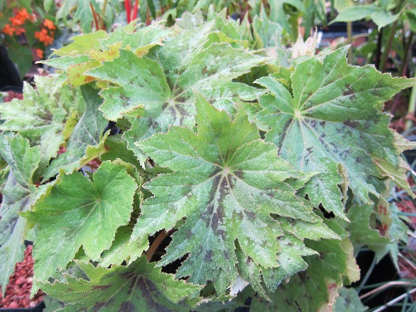 A large clump of lobed and patterned leaves of Begonia muliensis