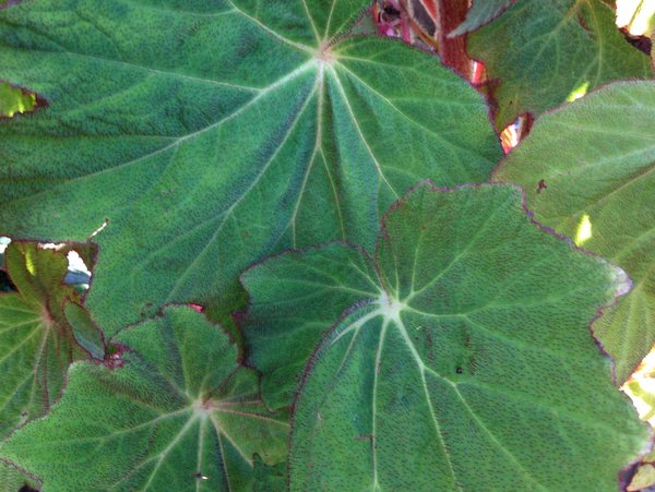 Begonia edulis OJ10-VN140 syn. cf. villifolia