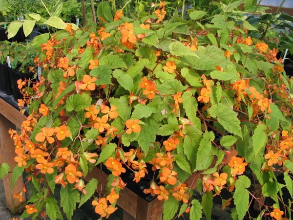 Begonia hyb.【KLG2305-HalbNah007】 Begonia tuberhybrida F₁ Illumination® Mix | BULK Tuberous