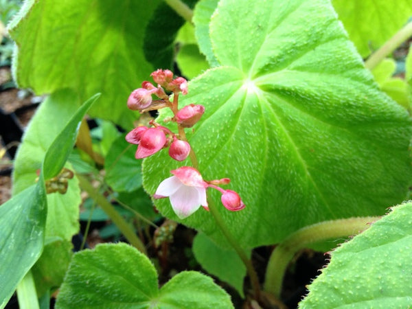 Begonia sp. DJHC 98234