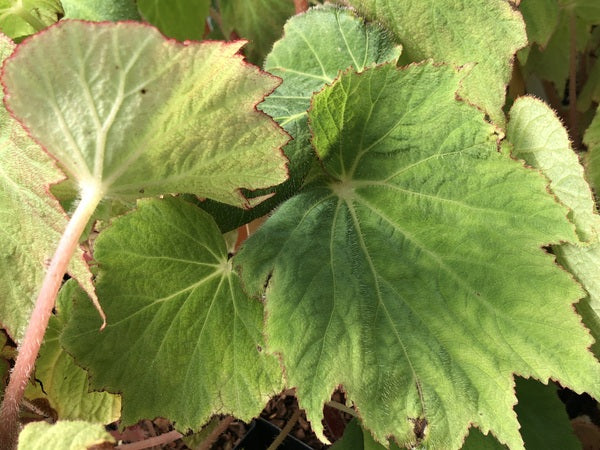 Begonia edulis NV 96 syn. cf. villifolia