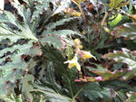 Begonia sp. nova DJH