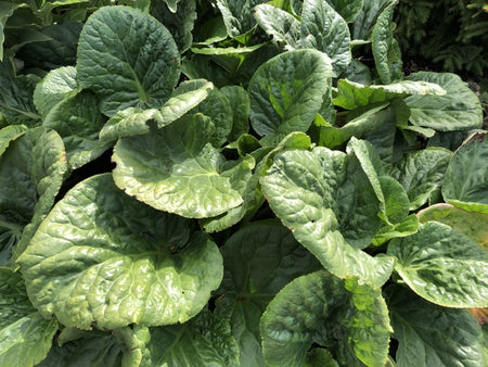 Bergenia pacumbis 'Graham's Form' Far Reaches Farm