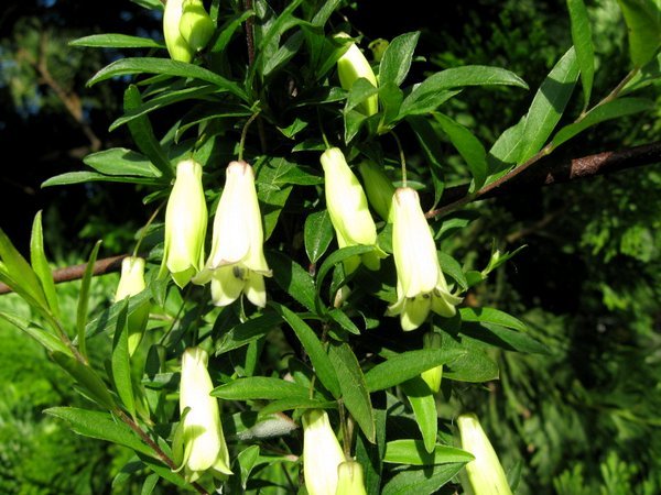 Billardiera longiflora