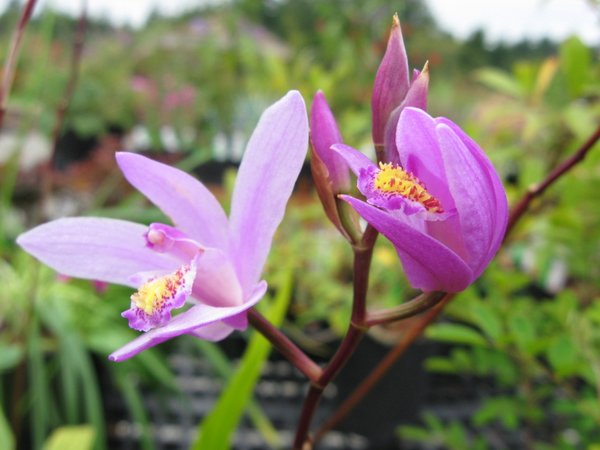 Bletilla yokohama 'Kate' PP19878