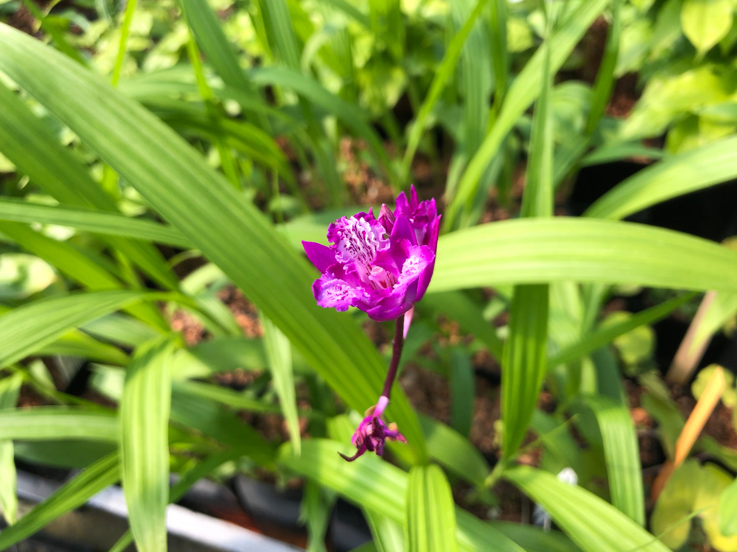 Bletilla striata 'Tri-Lips'