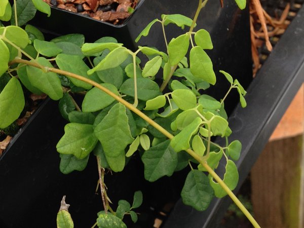 A vine of a young Boquila trifoliata plant growing in a pot