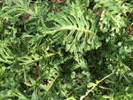 Polypodium glycyrrhiza 'Lawrence Crocker'