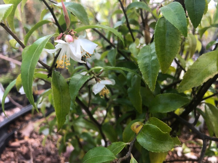 Leaves and a cluster of white flowers of Camellia transnokoensis