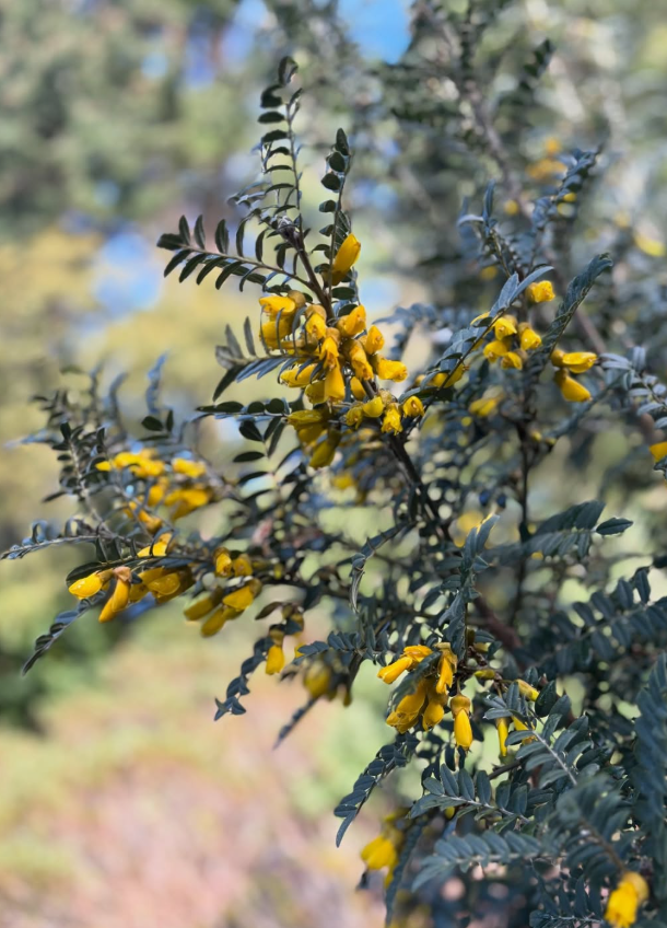 Sophora macrocarpa CEH 2405