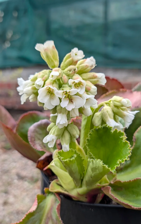 Bergenia 'Mrs. Crawford'