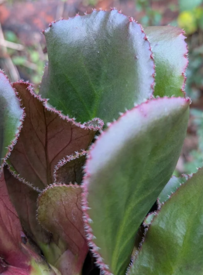 Bergenia 'Mrs. Crawford'