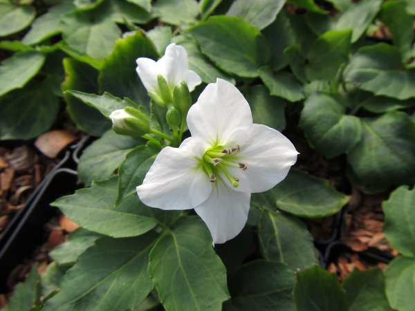 Cardamine waldsteinii