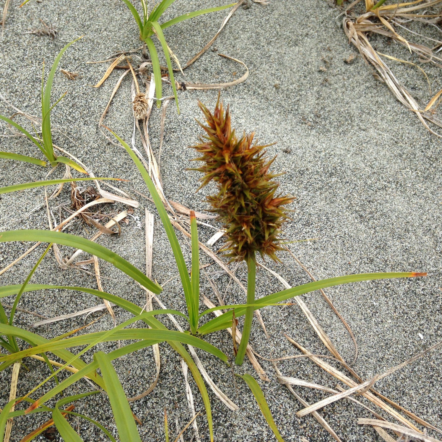 Carex macrocephala