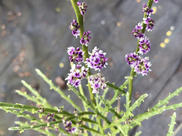 Carmichaelia odorata