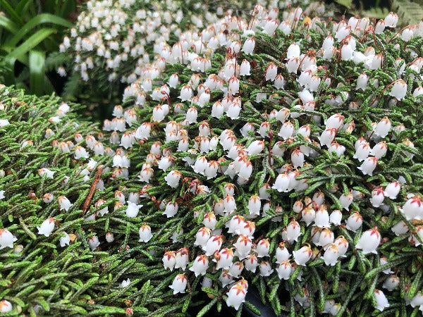 Lots of white bell flowers of Cassiope lycopodioides 'Beatrice Lilley'