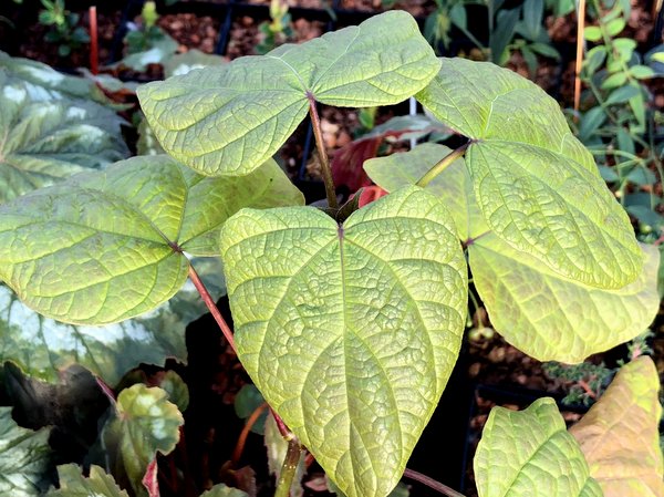 Catalpa bungei HeHeHe 255