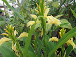 Cautleya cathcartii - soft yellow