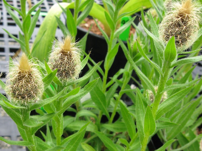 Three flower buds of Centaurea nervosa