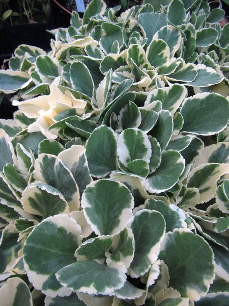 Umbilicus (syn. Chiastophyllum) oppositifolium 'Jim's Pride' – Far