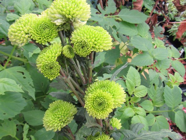Chrysanthemum 'Froggy'