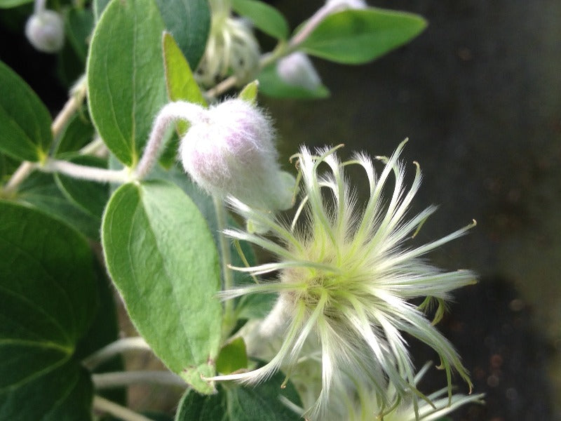 Clematis coactilis