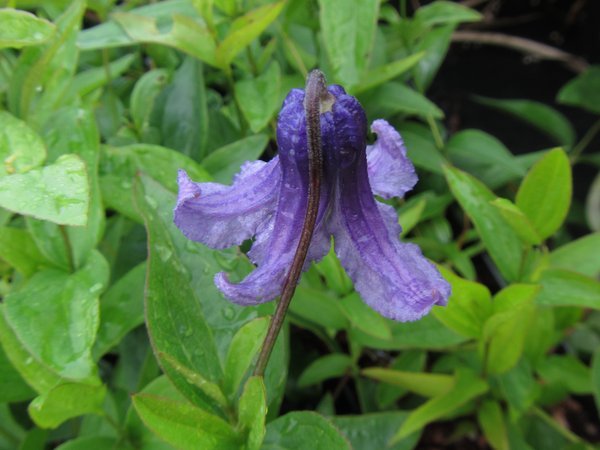Solitary Virgin's Bower (Clematis integrifolia) 9 Clematis integrifolia