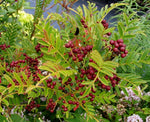 Sorbus microphylla MD97-300 ex China