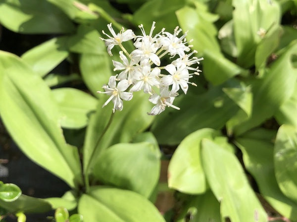 Clintonia umbellulata