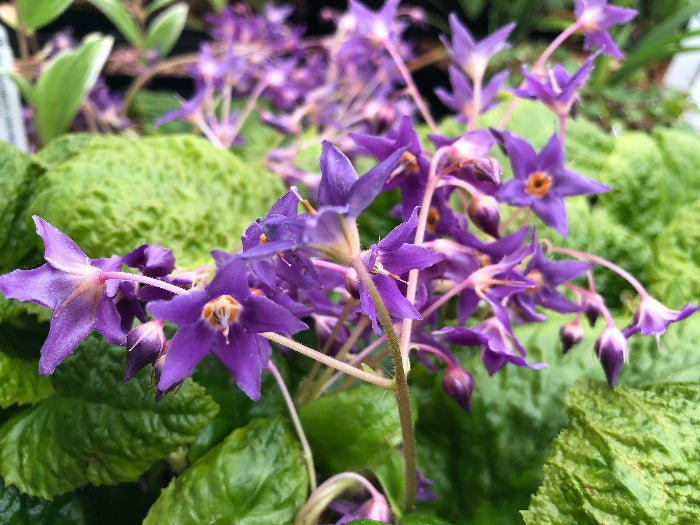 A spray of purple star shaped flowers of Conandron ramondioides 'Noshoku'