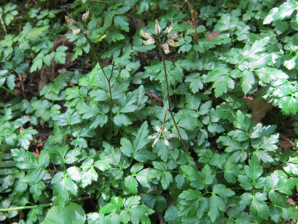 Coptis Coptis occidentalis (Previously as aspleniifolia) – Far Reaches Farm