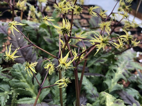 Yellow flowers of Coptis omeiensis