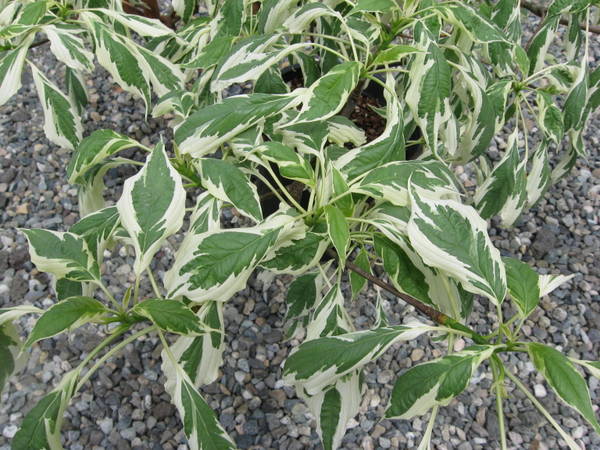 Cornus controversa 'Variegata'