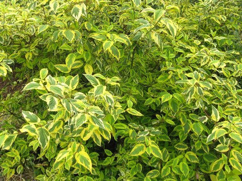 Cornus sericea 'Hedgerows Gold'
