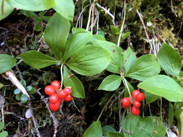 Cornus unalaschkensis cw Olympic Mts