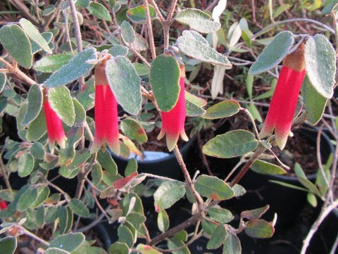 Correa 'Big Red'