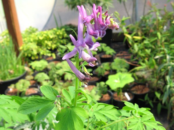 Corydalis scouleri