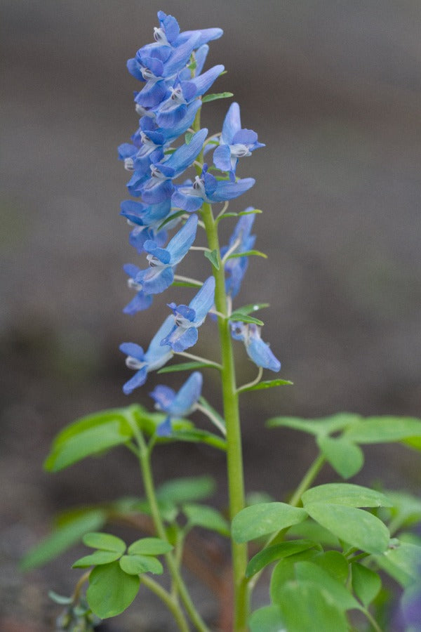 corydalis fumariifolia ssp azurea blue flowers