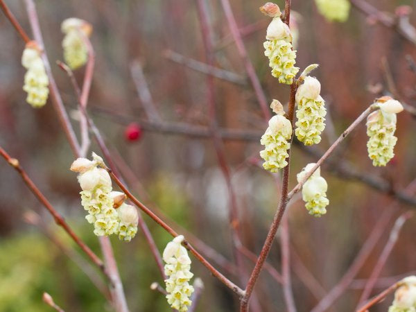 Corylopsis sinensis CDHM 14588 ex Sichuan