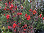Cotoneaster 'Straight Up'