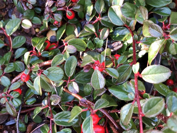 Cotoneaster sp. CGG 14016