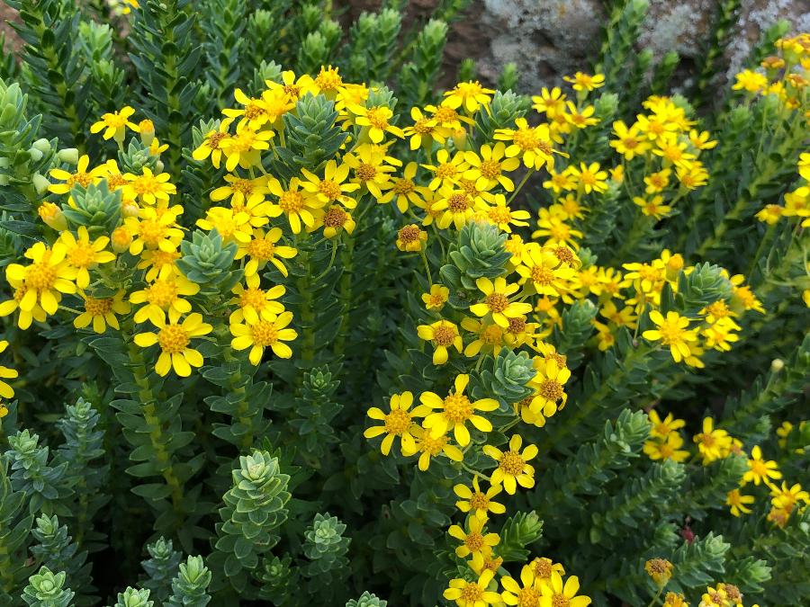 Euryops tysonii