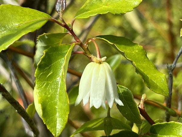 Crinodendron tucumanum