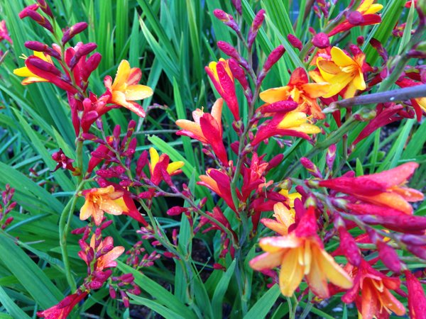 Crocosmia 'Jackanapes'