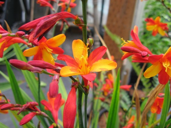 Crocosmia 'Jackanapes'